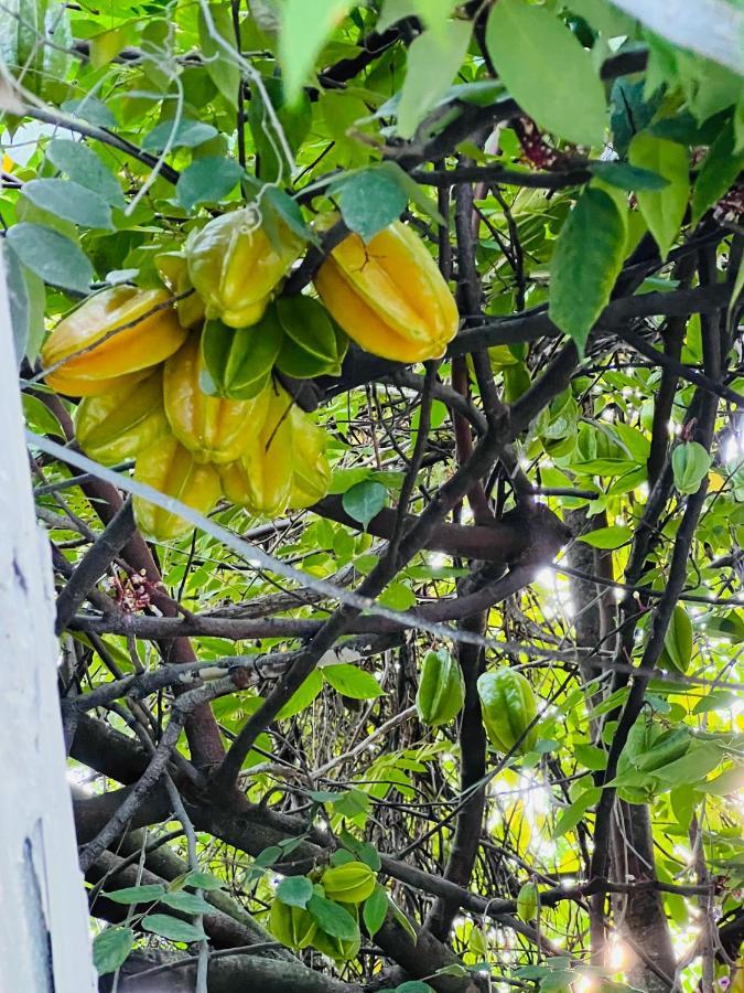 3Bdrm Fruit Tree Home Near Downtown Orlando Ngoại thất bức ảnh