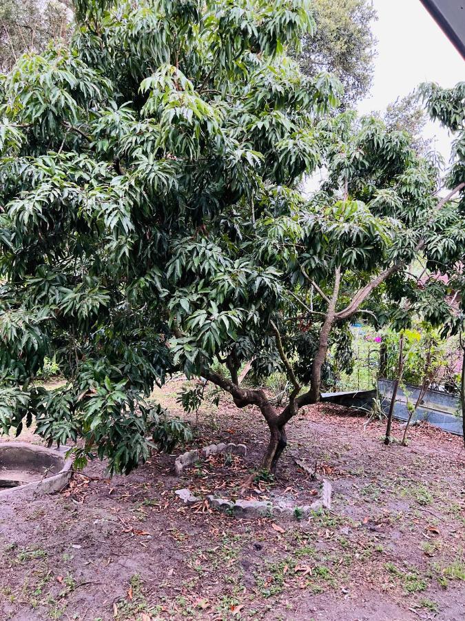 3Bdrm Fruit Tree Home Near Downtown Orlando Ngoại thất bức ảnh